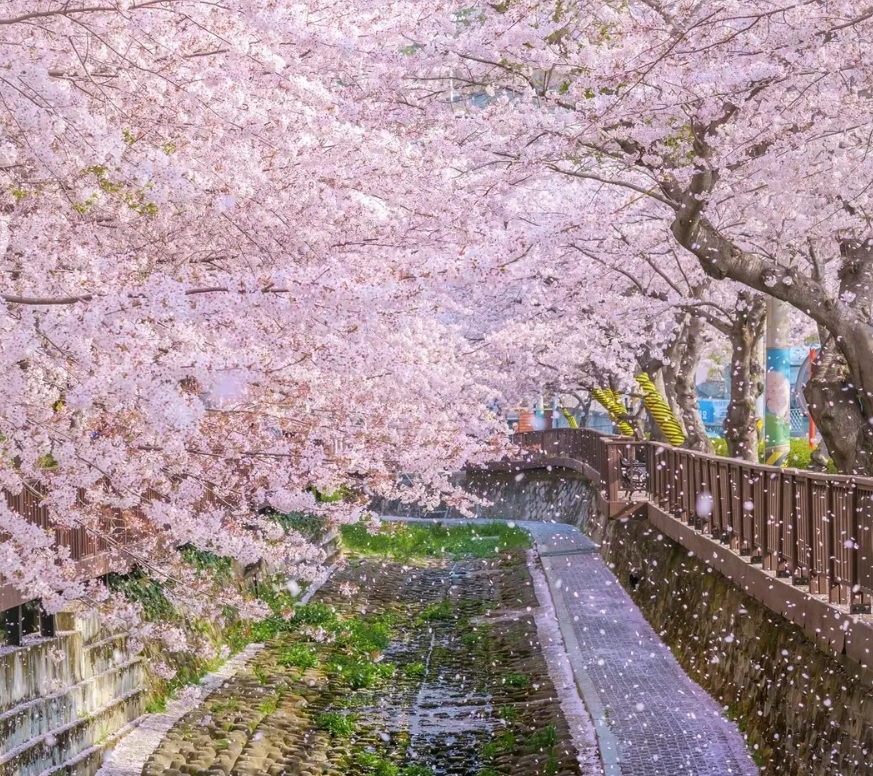 2023韓國賞櫻花景點、秘境推薦排行榜前3名清單: